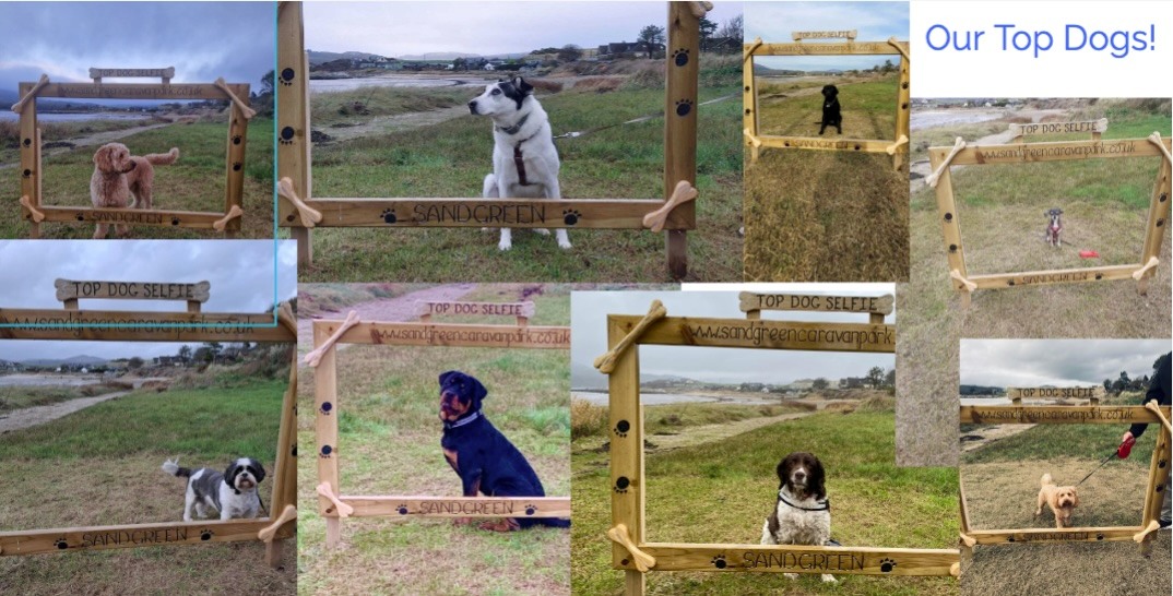 Dog selfie at dog friendly Sandgreen Caravan Park