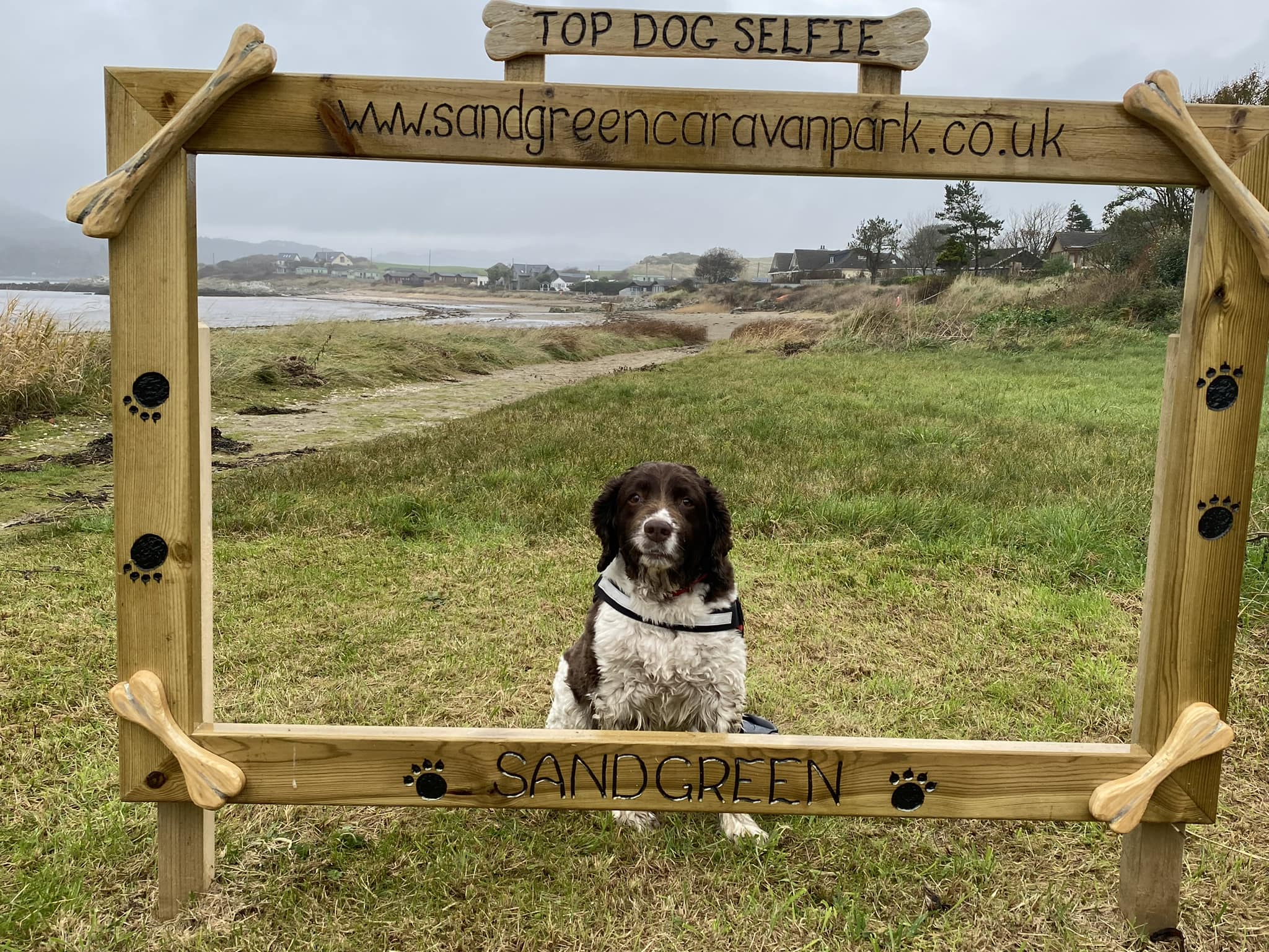 Dog selfie at dog friendly Sandgreen Caravan Park