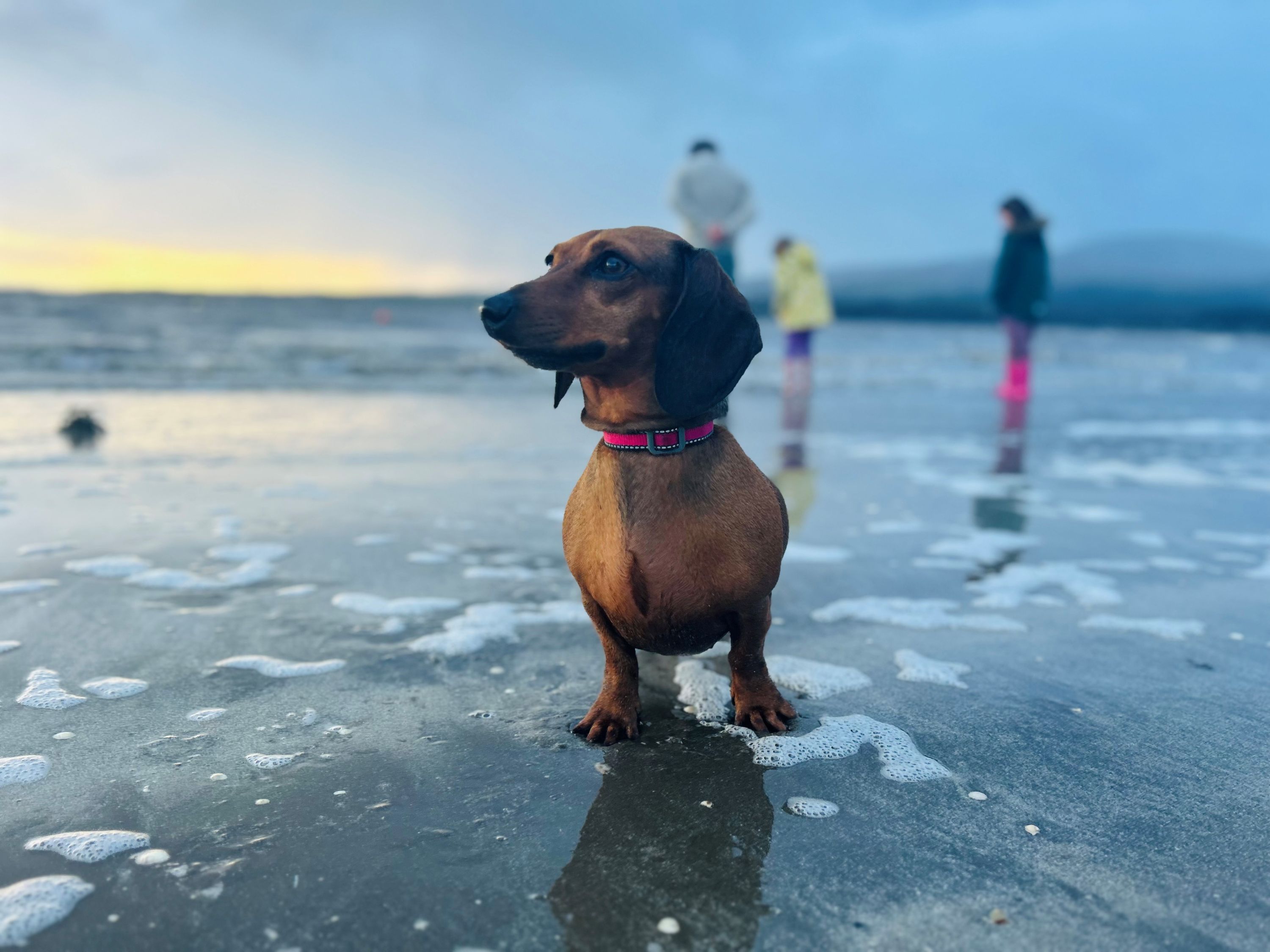 dog on beach