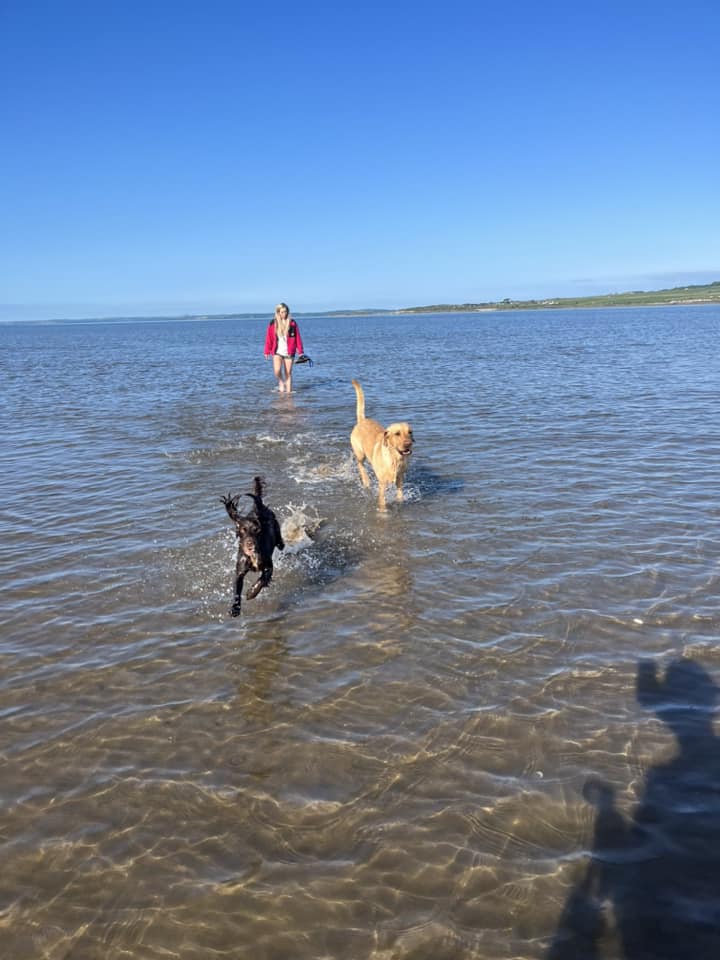 dogs on beach