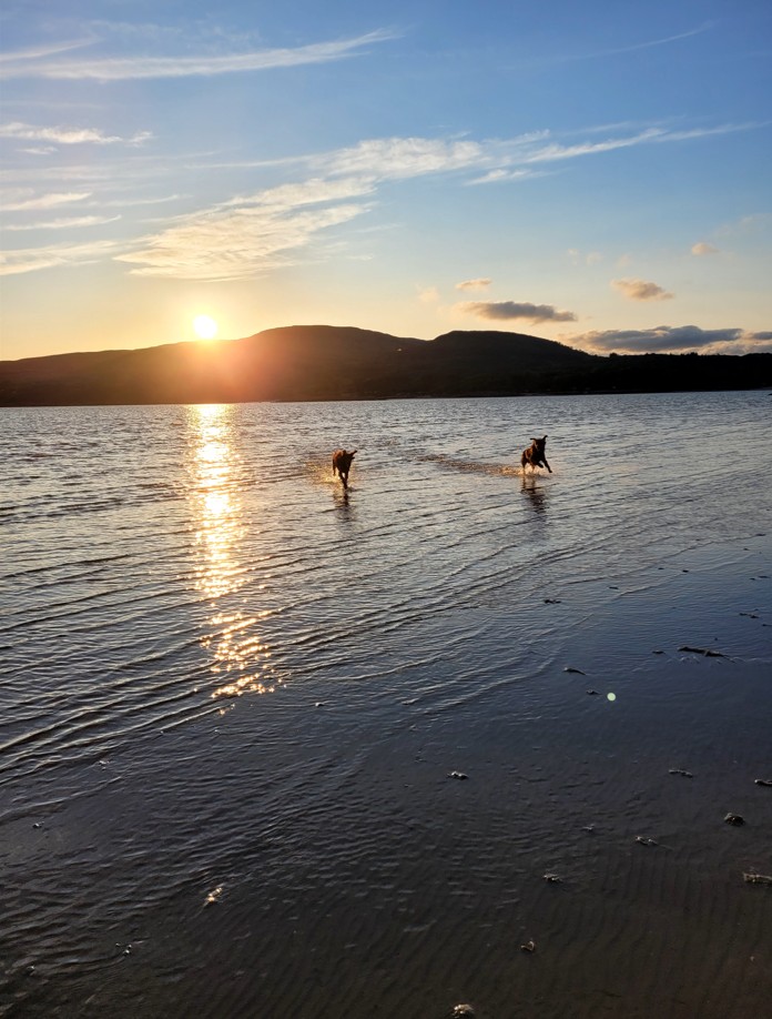 dogs on the beach