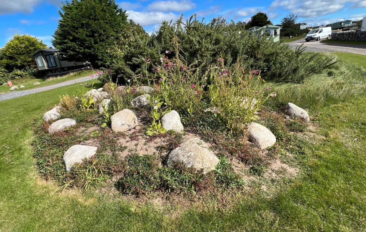 Growing more wild flowers at Sandgreen