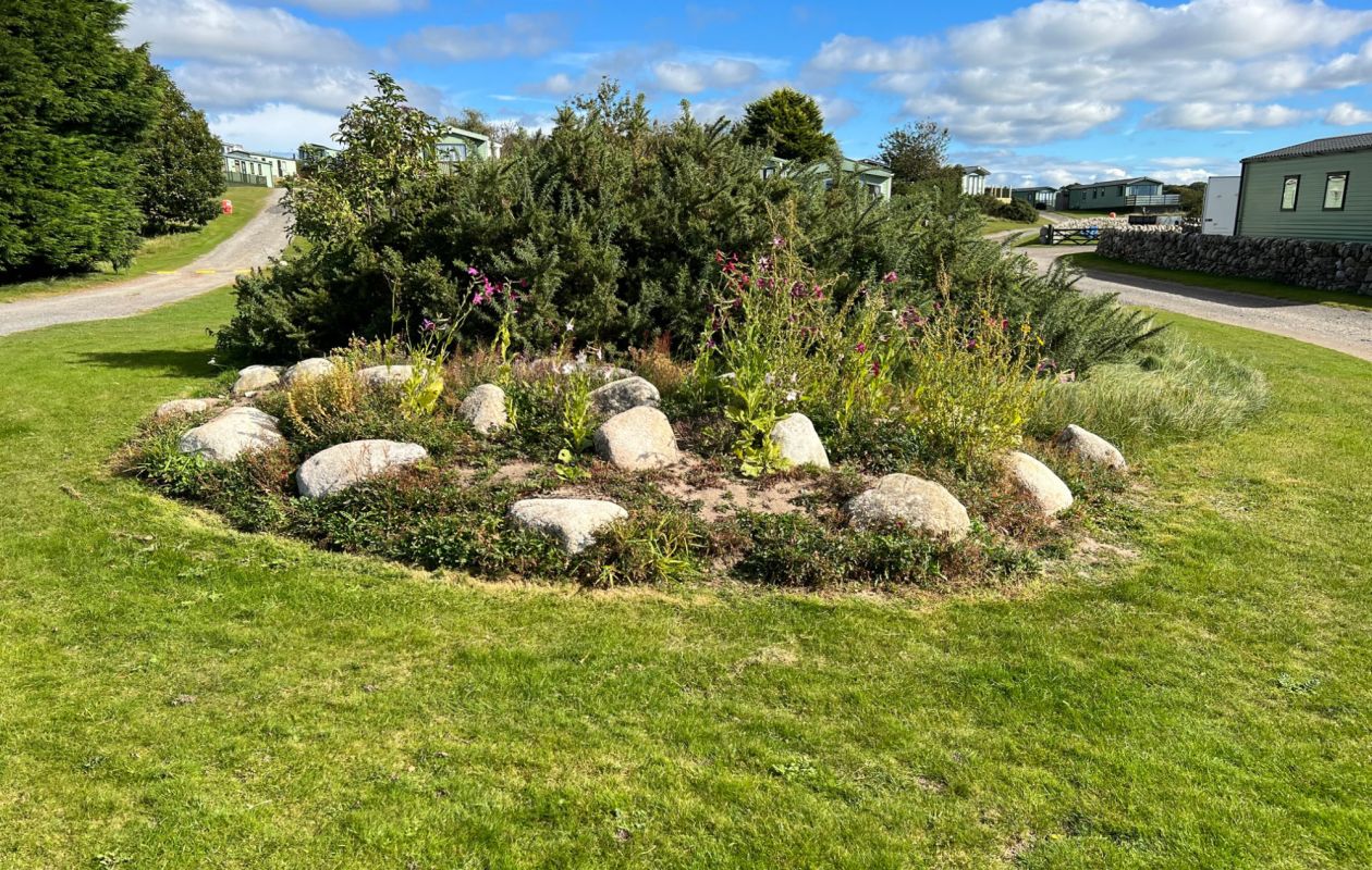 Growing more wild flowers at Sandgreen