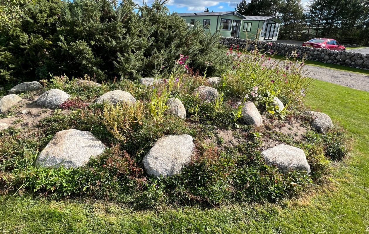 Growing more wild flowers at Sandgreen