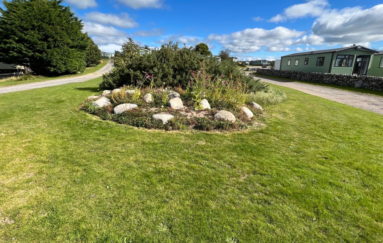 Growing more wild flowers at Sandgreen