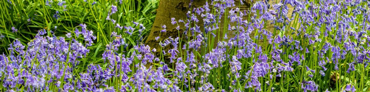 Bluebells in the woods