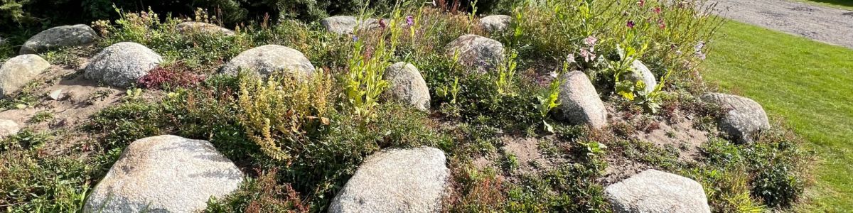 Growing more wild flowers at Sandgreen