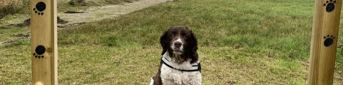 Dog selfie at dog friendly Sandgreen Caravan Park